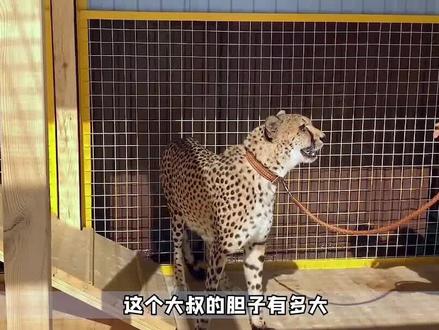 豹子吃起醋来有多难哄?养豹当宠物是什么体验 #动物 #宠物 #豹子