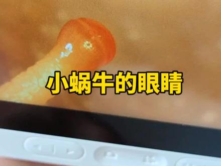 小蜗牛有没有眼睛呢#蜗牛 #神奇动物在抖音 #投喂 #干饭