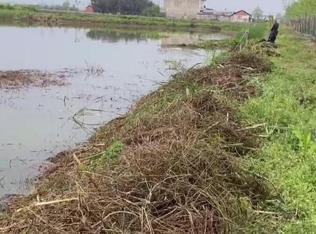 池塘杂草丛生怎么办@抖音小助手 #四大家鱼养殖 #鱼虾蟹养殖 #水产养殖技术 #鱼虾蟹海参养殖 #花鲢养殖技术 #南美白对虾养殖 #水产养殖 #鲈鱼养殖