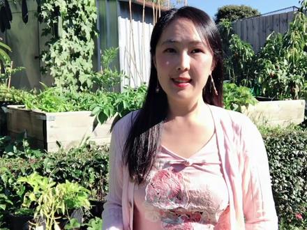 种一次吃10年的芦笋种植,出苗率100%,催芽、育苗、基肥、定植