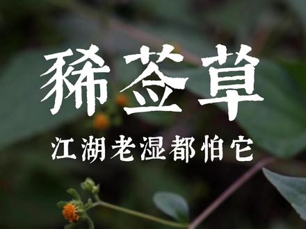 豨莶草,江湖老湿都怕它! #豨莶草 #中草药植物科普