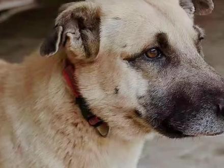 顶级头狗大娃#西北刀客#大娃