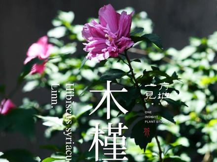 #一日一植物 木槿花,可以做菜吃,你怎么吃。 @抖音每日热门 @抖音小助手 #寒假充电计划