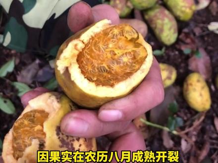 #摘野果 !好吃的八月瓜。