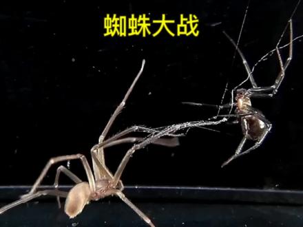 平甲蛛VS粗肥腹蛛,剧毒蜘蛛之间的巅峰对决#神奇动物在抖音 #奇妙的动物 #蜘蛛 #爬宠