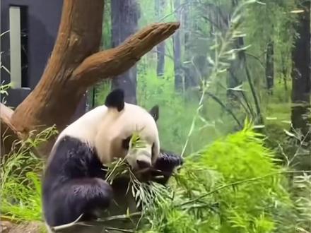 最后两只旅日大熊猫即将回国,日媒担忧中国不再借大熊猫 “大熊猫可能从日本彻底消失”#大熊猫
