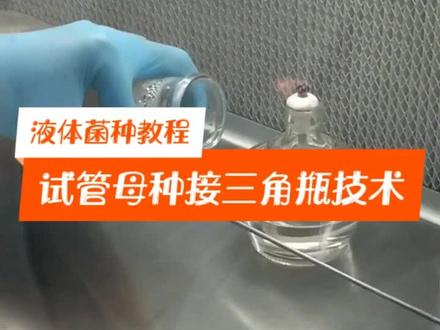 试管母种接三角瓶技术#蘑菇 #液体菌种 #菌种 #技术分享 #实验 #化学实验
