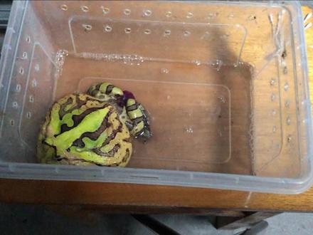 角蛙脱肛怎么治?塞回去就是了!!!#角蛙 #爬宠 #霸王角蛙