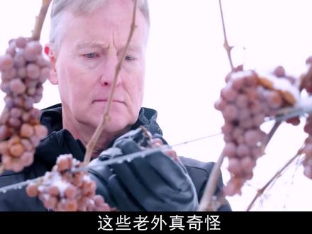 老外种的葡萄为什么等到冰冻后被鸟吃也不收?#冰葡萄 #科普 #制作过程 #涨知识 #纪录片
