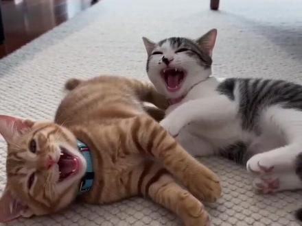 #AI猫咪的工资谎言 #随变ai随便玩