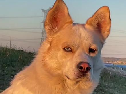 我们的土狗,不输外国狗!#中华田园犬#土狗才是真的猛 #狗王