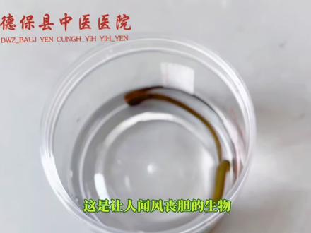 #医学科普 壮医水蛭疗法