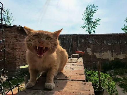 乐子猫竟然这样对我… #猫咪 #萌宠