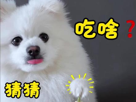 狗狗吃播梨子小馒头,罗氏虾蛋蛋馋哭了 #狗狗吃饭 #狗狗吃播 #狗狗 #可爱到爆炸💥 #萌宠出道计划