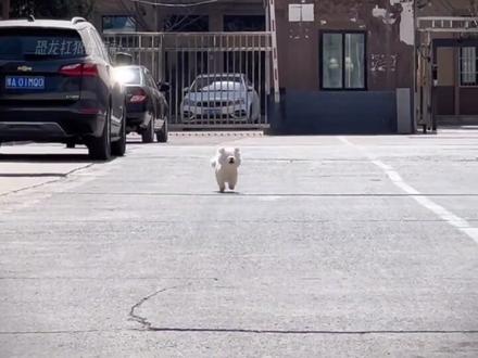 小狗只要被人摸下头,就开始喜欢人类。#狗狗 #世界破破烂烂小狗缝缝补补 #治愈系 #萌宠