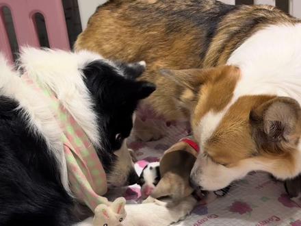 快来人呐,有人抢狗啦😂 #狗狗的心思都写在脸上了 #边牧 #柯基