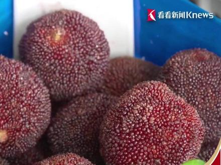 福建“泡药杨梅”曝光后 #杨梅进上海市场需先检测 5月16日至今#市场销毁检测不合格杨梅1641公斤 批发商:批发价都没人买 #直击第一线 #媒体精选计划