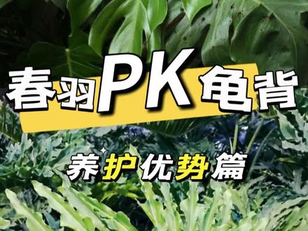 还不知道春羽和龟背竹怎么选吗?
二.养法上也略有区别
1.春羽比龟背竹更耐阴,空间选择更多。
2.龟背竹比春羽更耐涝,耐旱;浇水容错率更高。#花卉绿植 #养花小知识 #专业的事交给专业的人