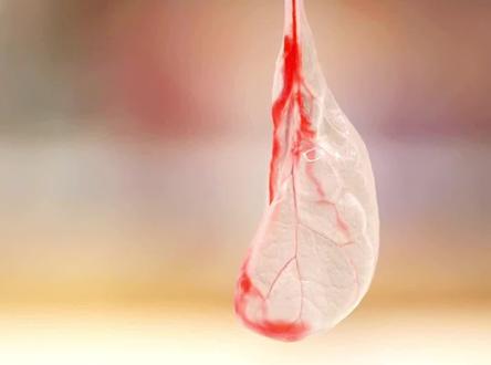 世界上最惊人的心脏,菠菜叶做成的人工心脏 #世界之最 #奇闻