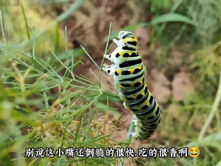 #奇妙的动物 #知识科普 #动物科普 #病虫害 #农学生的日常 农学生发现虫子后的关注点果然跟别人不一样,一起来认识茴香虫