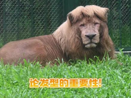 满满笑点的托尼老狮~#狮子 #搞笑 #动物