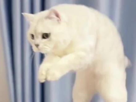 功夫猫猫,谁与争锋! #猫咪成精 #猫咪的事劝你少管 #功夫猫 #猫咪的迷惑行为 #我家猫成精了