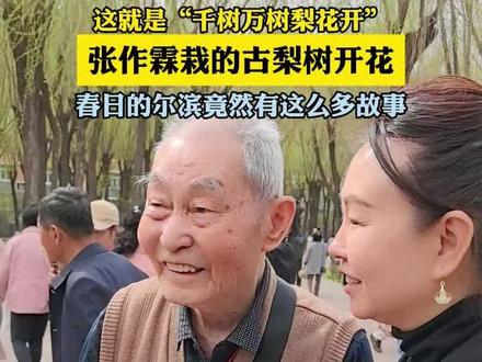 4月26日,黑龙江哈尔滨市。百年古梨树开花,快来打卡吧。#故事里的黑龙江