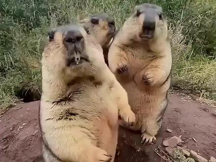 一根筋的土拨鼠,让人搞笑又心疼 #神奇动物 #动物科普 #万物皆有灵性 #动物的迷惑行为