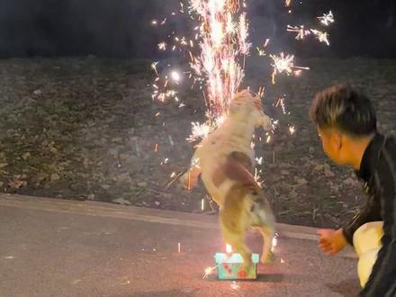 放个烟花,这个笨蛋狗让我很无语#礼花 #狗