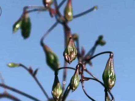 果实爆炸等同于炸弹,毒液能让人失明,为何这么危险我国还引进? #沙盒树 #植物知识 #最毒的植物