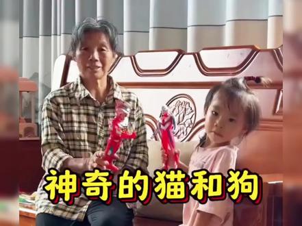 猫猫狗狗怎么了#搞笑视频 #二次元动漫 #小朋友都爱看 #挖挖机的日常