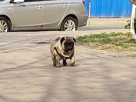 你知道每种狗的速度吗?你能跑过吗? #狗狗 #科普