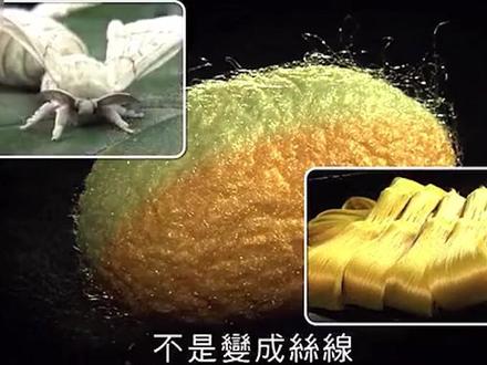 春蚕到死丝方尽,破茧而出又新生 #蚕 #科普 #科技之春