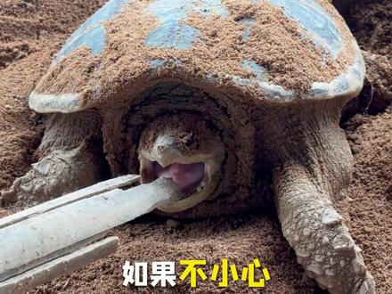 被乌龟咬了咋办 #小文的龟 #中华草龟 #乌龟 #大学生