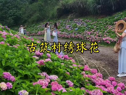 5.25实拍,古筑村绣球花蓄势盛放,5月底正式进入最佳观赏期,漫山无尽夏梦幻上线,赴一场初夏浪漫之约 !#抖音邀你来赏花 #旅行推荐官 #绣球花 #绣球花海 #好看的花一定要分享给你