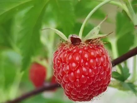 跟着八戒认识40种野果