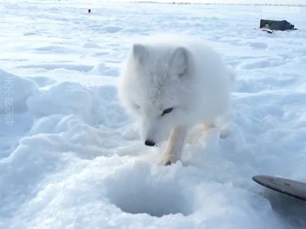 小哥遇到雪地讨食的狐狸,只要我们真心帮助别人,我们也将得到意想不到的回报。#狐狸 #钓鱼 #报恩 #野生动物零距离 #万物皆有灵性