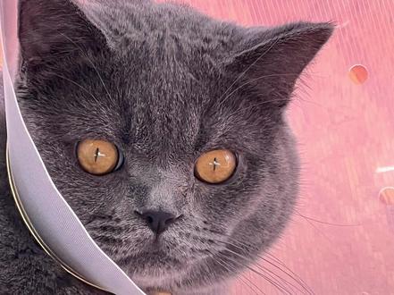 #猫咪第三眼睑脱出 #猫咪T型软骨外翻