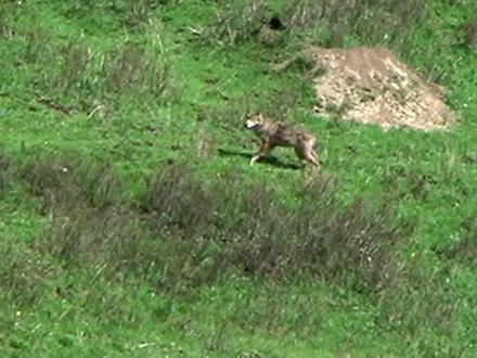 【优酷独家再上线#重返狼群 隐藏篇章】
🐺她曾偶遇野狼7分半,还与传说中的龙狼“对峙”!
李微漪亲述《重返狼群》之外的往事👇
纪录片《重返狼群 十周年特别纪念版》优酷独家播出
最新解锁第11、12集隐藏篇章,讲述格林从回归到重逢的完整命运
第12集本周六上线,不见不散
#重返狼群 #优酷纪录片 #野狼格林#