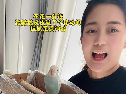 给到家五天的鹦鹉小虎皮,不花一分钱做了个,可以移动的定点拉屎神器#鹦鹉定点排便 #养鹦鹉 #虎皮鹦鹉