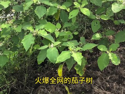 听说最近这个树很火,可以嫁接辣椒、茄子、西红柿、土豆?#托鲁巴姆砧木