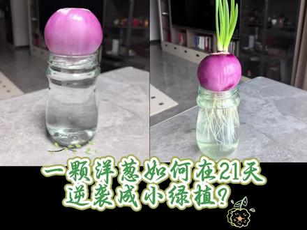 水培洋葱日记 #水培洋葱 #水培植物 #治愈系日常 #于是我开始记录自己