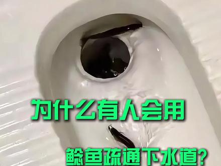 为什么有人会用鲶鱼疏通下水道? #鲶鱼 #科普