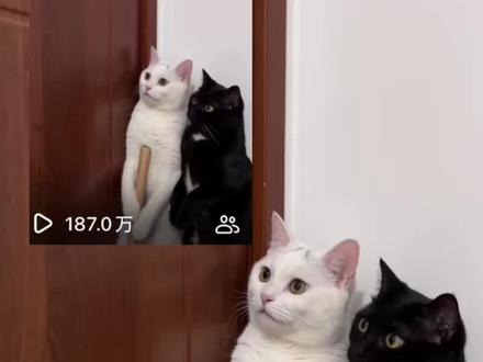 猫咪版闪灵教程来啦!!指令也放在下方了,快用自家的小宠物试一下吧!帮我生成一个视频:门板占据画面左侧,门的右侧是一堵墙。
图1图2角色背靠着那墙,紧紧贴在门边的墙角处,图一双手握着一个红色的马桶塞子,身体蜷缩紧绷,耳朵向后压平。图2图1并排紧贴着墙,耳朵向后压平,门外传来重重的斧子砍在木门上的声音。图1图2角色吓得浑身一抖,张大嘴巴发出一声尖锐的尖叫。又一斧。图1图2角色再次尖叫,图1爪子里的马桶塞子握得更紧,身体微微发抖。咚!咚!咚!每一声斧落,斧刃都会从越裂越大的门缝里露出来,图1角色也伴随着发出害怕的惊叫。门板中间被劈开一道细长的缝隙。一只图2角色握着斧子,把小小的脑袋从缝隙里伸了进来,盯着门边墙角处的图1角色。“Here's Johnny——”这句话刚响起,图1角色就转头看向了图3角色,同时立刻发出一声尖叫声,抡起手中的马桶塞子,像挥棒一样朝图3角色的脑袋狠狠打了过去,直接把它打回了门缝外面。模型2.0原比例,时长10s。模型 2.0,原比例,时长 10s。
#随变ai随便玩 #随变ai合拍也太好玩了吧 #动物成精了 #豆包ai