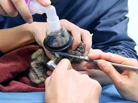 兔子磨牙的几个问题#科学养兔 #兔子磨牙 #兔爹聊养兔