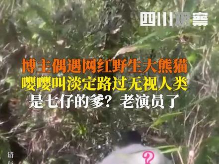 12月23日(采访),#男子秦岭偶遇野生大熊猫,淡定路过无视人类,据说还是个大网红,评论区有人认识它吗?
