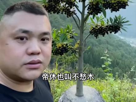 山海经之帝休树#山海经#帝休#植物