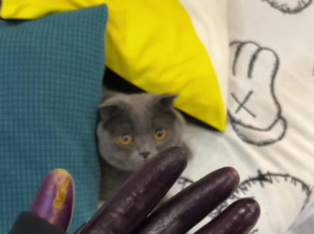 天太冷了,冻得我没法照顾猫了#铲屎官的乐趣