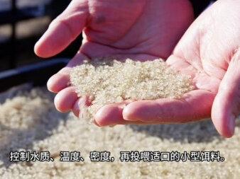大眼幼体是如何变成大闸蟹蟹苗的?
#大眼幼体 #生物界的生存法则 #水塘中的生物 #阳澄湖大闸蟹 #阳澄湖大闸蟹养殖
