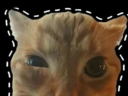 不耐烦小猫的原型来了 #赛蕾小猫 #不耐烦 #橘猫